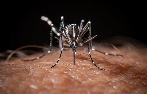 Human Case of Rare Mosquito-Borne Illness Reported in New York State ...