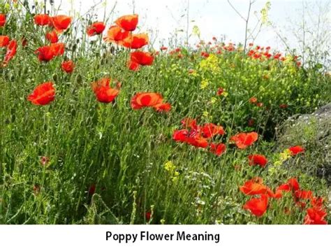 Poppy Flower Meaning Spiritual White Orange Red Blue Symbolism