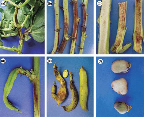 Symptomatology Of Damage Caused By Ditylenchus Gigas N Sp On Vicia