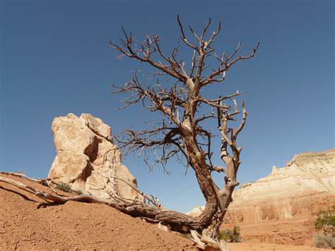 Kostenlose Foto Landschaft Baum Natur Sand Rock Wildnis Ast