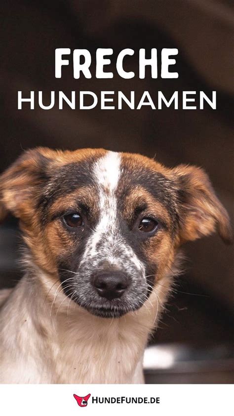 Alles F R Den Hund Artofit