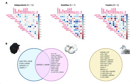 Gene Expression Correlations In Testes By Morph A Correlation