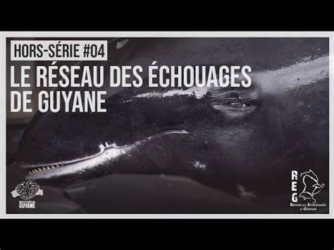 Hors Serie Le Reseau Des Echouages De Guyane Youtube