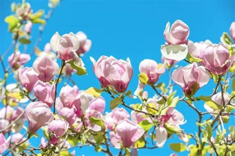 11 Pink Flowering Trees That Add Beauty To Your Landscape