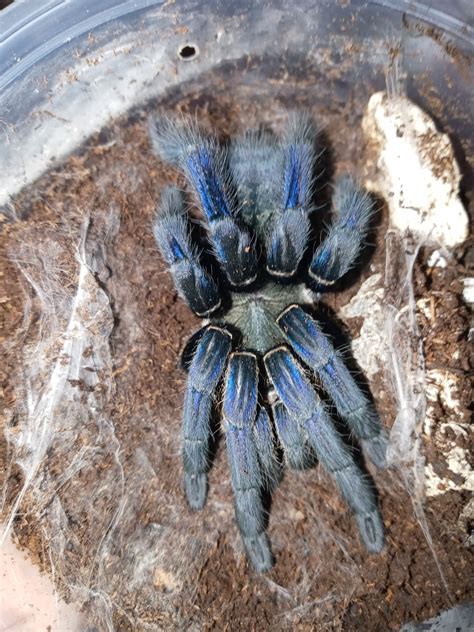 Cobalt Blues Sub Adults Tarantula By Evan Stahl Reptiles Morphmarket