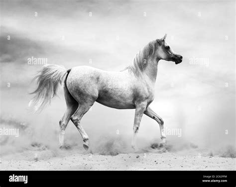 Arabian Horse In The Desert Black And White Shot Stock Photo Alamy