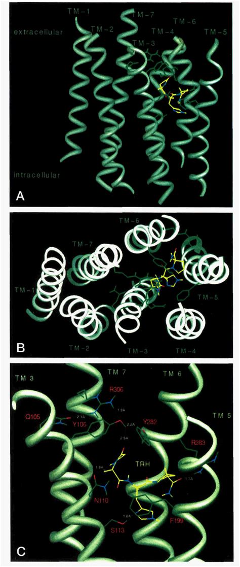 Figure From A Model Of The Thyrotropin Releasing Hormone Trh