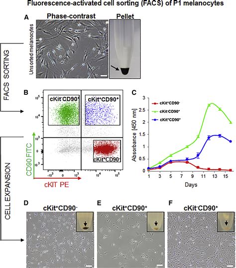 Characterization Of A Melanocyte Progenitor Population In Human