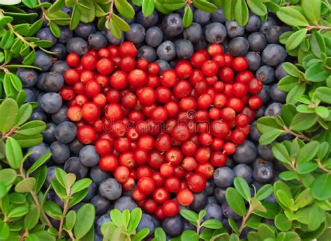 Cranberries And Blueberries Stock Image Image Of Isolated Fresh