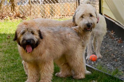 Frisky Fido Framingham: Soft Coated Wheaten Terrier Puppies!!