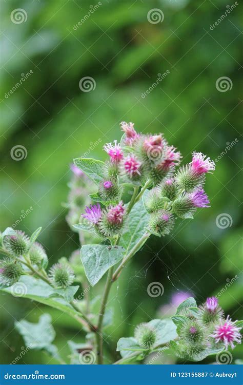 Burdock, Common Arctium stock image. Image of blossom - 123155887