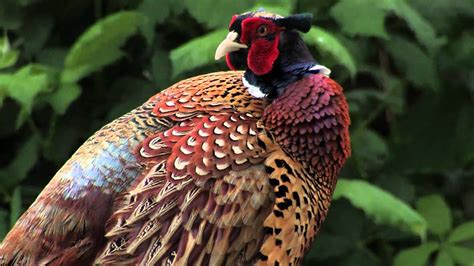 Ring Necked Pheasant Youtube