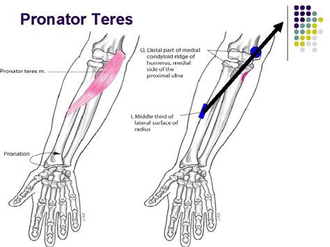 The Elbow And Radioulnar Joints Anatomy And Physiology