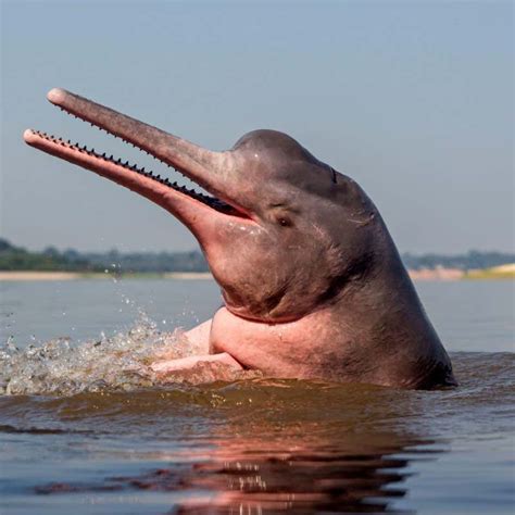 Amazon Pink River Dolphin