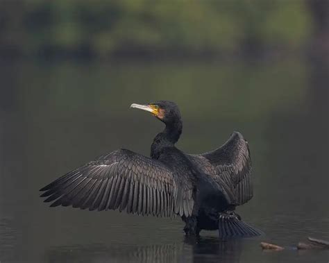 Great Cormorant Facts Diet Habitat And Pictures On Animaliabio