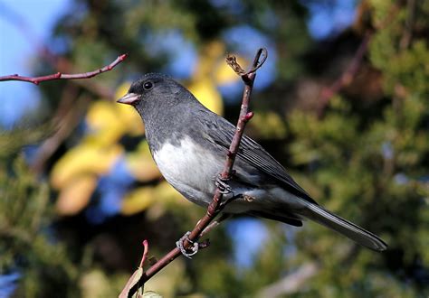 Dark Eyed Junco Slate Coloured Sarnia Ontario Canada Flickr