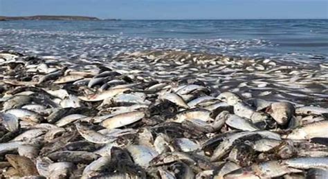 Aparecen Cientos De Sardinas Muertas En Costas De Sinaloa Masmedio