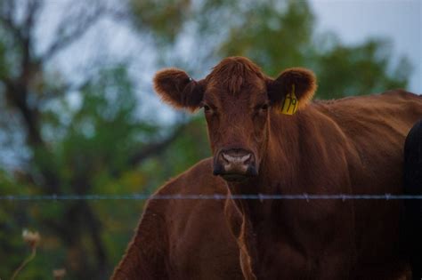 10 Most Popular Beef Cattle Breeds In The United States Agdaily