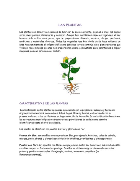 Las Plantas Y Su Clasificacion Pdf