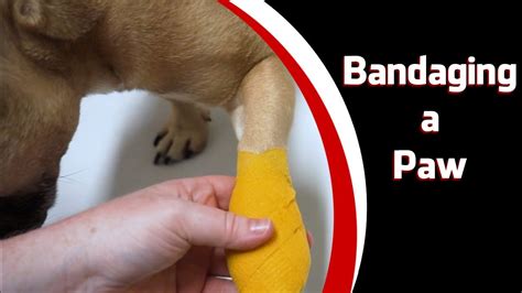 How Do You Bandage A Dog