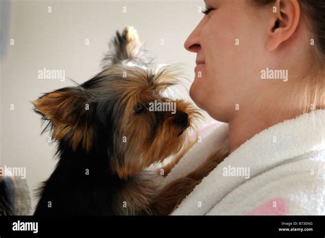 A Three Month Old Yorkshire Terrier Puppy Making Her Owner Laugh Stock