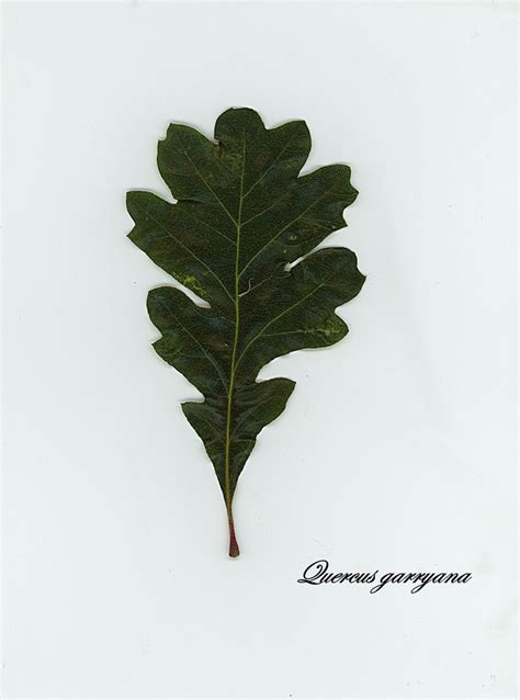 Quercus Garryana Single Green Leaf On White Background