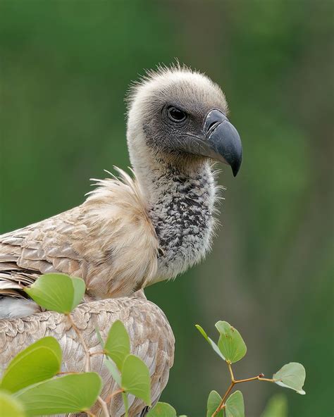 White Back Vulture Victoria Falls Safari Lodge Zimbabw Flickr