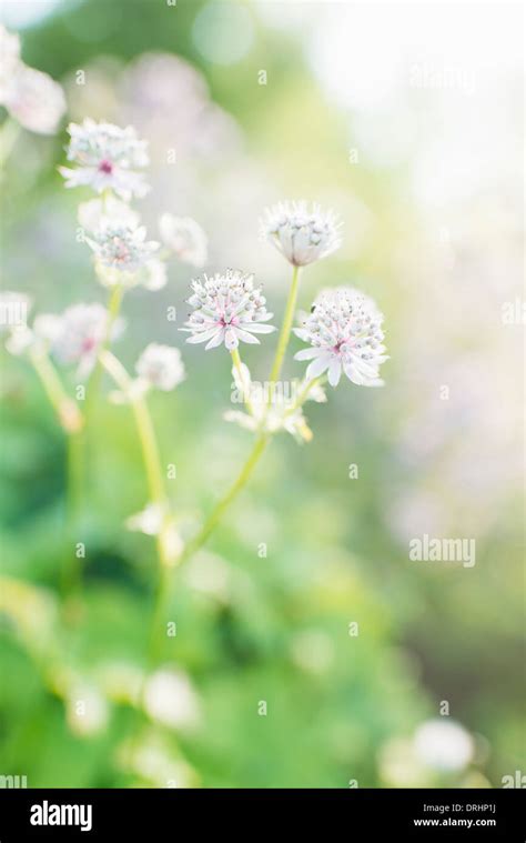 Serenity Nature Flowers