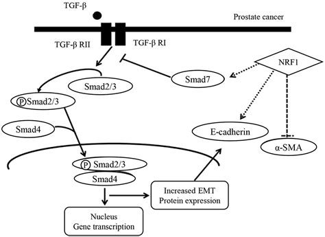 Nuclear Respiratory Factor 1 Overexpression Inhibits Proliferation And