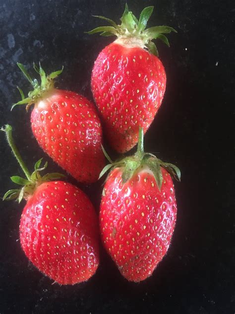 Maxime Combes on Twitter Moment potager les premières fraises de l