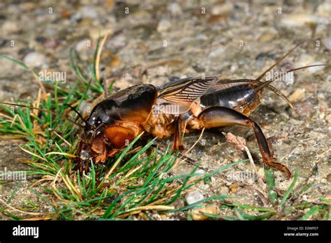 European Mole Cricket Gryllotalpa Gryllotalpa On Grass Germany Stock