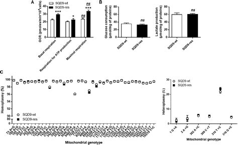 Frontiers Fitter Mitochondria Are Associated With Radioresistance In