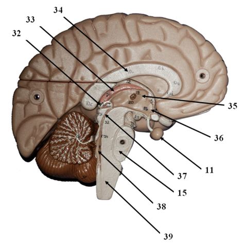 Brain Model Midsagittal Cross Section View Diagram Quizlet