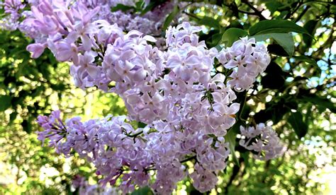 Purple Flowering Tree A Guide To The Most Beautiful Blooms Updated