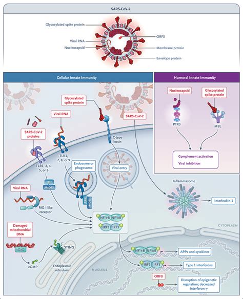 Humoral Innate Immunity And Acute Phase Proteins NEJM