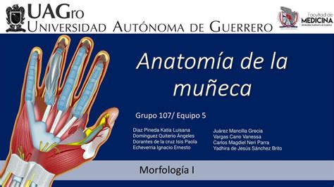 Anatomía de la Muñeca Ignacio Echeverria uDocz