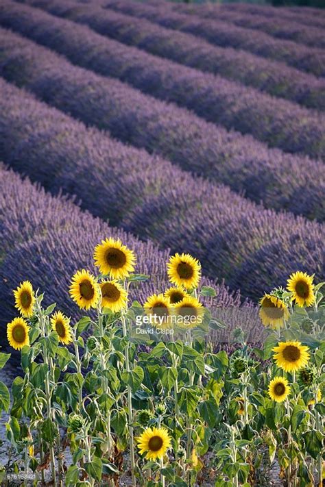 Sunflowers And A Lavender Field In A Filed In Valensole In Provence