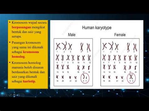 Perbezaan Mitosis Dan Meiosis Tingkatan Biologi Bab Converted Pdf