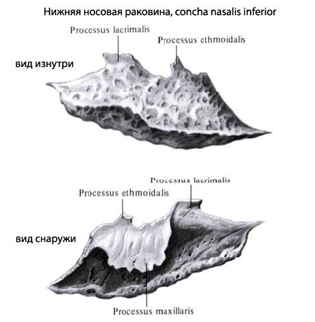 Нижняя носовая раковина человека | Анатомия Нижней носовой раковины ...