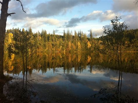 Free Images Landscape Tree Water Nature Forest Marsh Wilderness