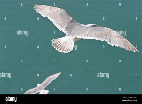 Two Seagulls Flying Over Green Colored Ocean Near Alaska Photographed