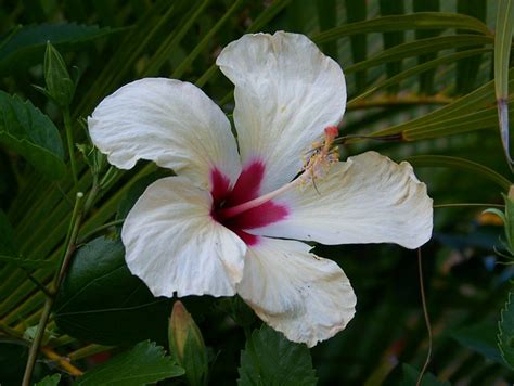 Flowers Dominican Republic Delivery : Pin on Dominican Republic...Paradise!!! : Please select ...