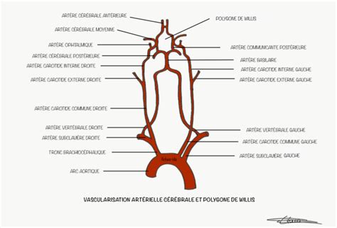 Vascularisation Art Rielle C R Brale Et Polygone De Willis Fiches Ide