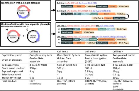 Single Cell Cloning Enables The Selection Of More Productive Drosophila