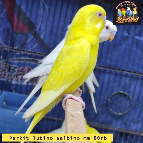 Jual Burung Parkit Albino Dan Lutino Mata Merah Murah Shopee Indonesia