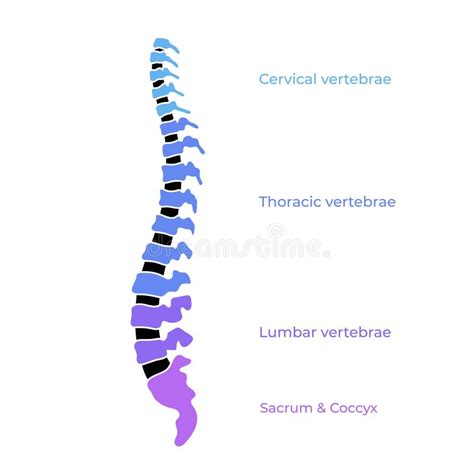 Vertebra Del Coccige Illustrazione Di Stock Illustrazione Di Dorsale