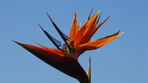 Kostenlose Foto Natur Himmel Sonnenlicht Blatt Blume Wind