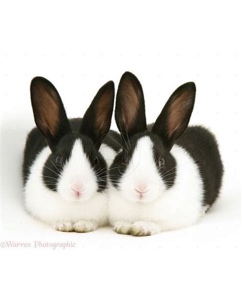 Two Black And White Rabbits Sitting Next To Each Other In Front Of A