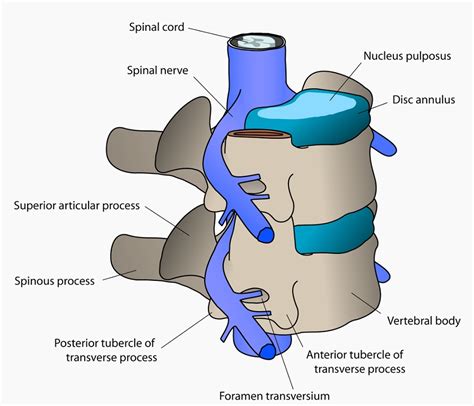 Cervical Vertebrae - Definition, Function & Structure | Biology Dictionary