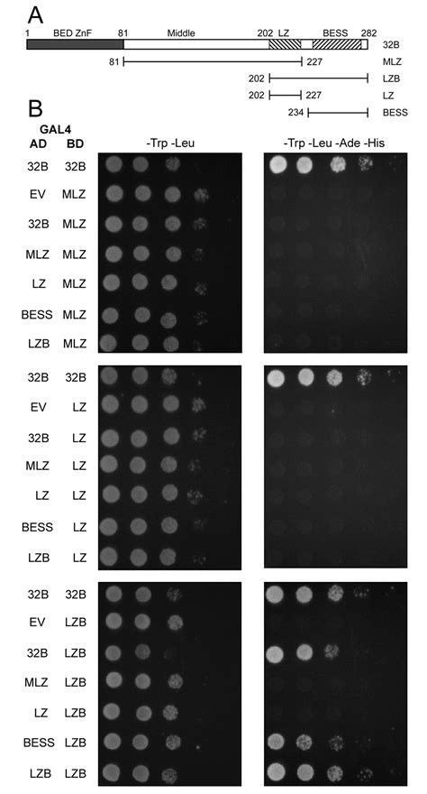 Characterization Of The Drosophila Beaf 32a And Beaf 32b Insulator